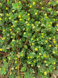 Attēlu rezultāti vaicājumam “Trifolium dubium leaf”
