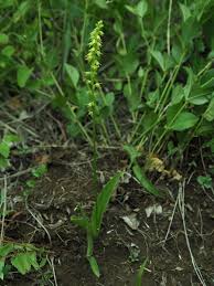 Attēlu rezultāti vaicājumam “Herminium monorchis flower”