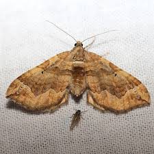 Attēlu rezultāti vaicājumam “Pelurga comitata”