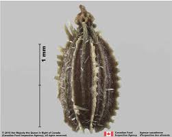 Attēlu rezultāti vaicājumam “Daucus carota subsp. carota fruit”