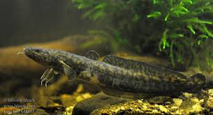 Image result for Salmo dentex