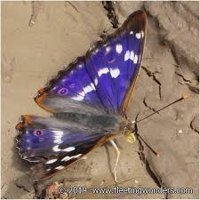 Attēlu rezultāti vaicājumam “Apatura ilia male”