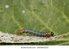 Attēlu rezultāti vaicājumam “Abraxas grossulariata larva”