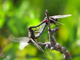 Attēlu rezultāti vaicājumam “Leucorrhinia dubia male”