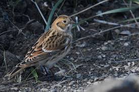 Image result for Calcarius lapponicus