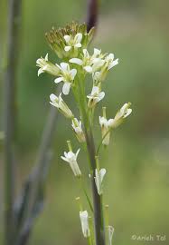 Attēlu rezultāti vaicājumam “Arabis glabra”