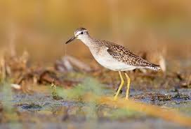 Attēlu rezultāti vaicājumam “Tringa glareola”