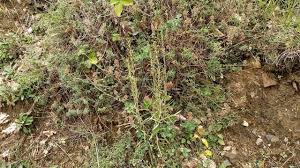 Attēlu rezultāti vaicājumam “Gnaphalium sylvaticum bud”