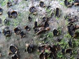 Attēlu rezultāti vaicājumam “Diatrype disciformis”