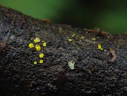 Attēlu rezultāti vaicājumam “Ophiotheca chrysosperma macro”