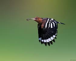 Attēlu rezultāti vaicājumam “Upupa epops”