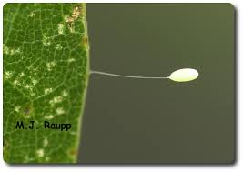 Attēlu rezultāti vaicājumam “Chrysopidae eggs”