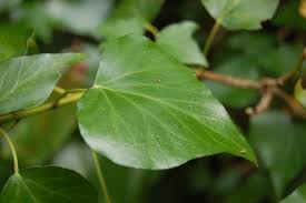 Attēlu rezultāti vaicājumam “Hedera helix  leaf”