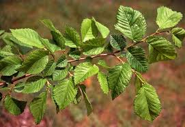 Attēlu rezultāti vaicājumam “Ulmus minor”