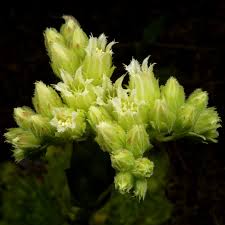 Attēlu rezultāti vaicājumam “Jovibarba globifera bud”