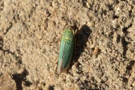 Attēlu rezultāti vaicājumam “Cicadella viridis”