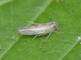 Attēlu rezultāti vaicājumam “Macrosteles sp.”