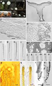 Attēlu rezultāti vaicājumam “Hymenoscyphus sp.”