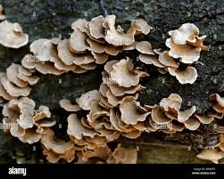 Attēlu rezultāti vaicājumam “Panellus stipticus”