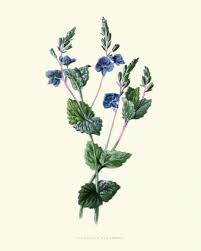 Attēlu rezultāti vaicājumam “Veronica chamaedrys leaf”