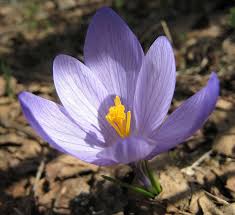Attēlu rezultāti vaicājumam “Crocus vernus subsp. vernus flower”