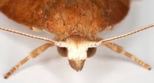 Attēlu rezultāti vaicājumam “Pandemis cinnamomeana female”