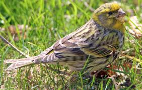 Image result for Serinus serinus