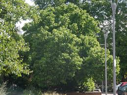 Image result for Coventry Ramblers