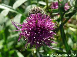 Attēlu rezultāti vaicājumam “Centaurea scabiosa”
