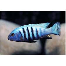 Risultati immagini per cynotilapia pulpican