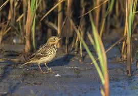 Image result for Anthus cervinus