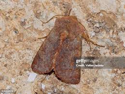 Attēlu rezultāti vaicājumam “Tortricidae”