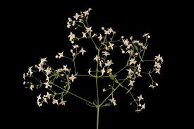 Attēlu rezultāti vaicājumam “Galium schultesii flower”