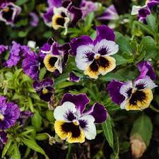 Image result for Viola wittrockiana