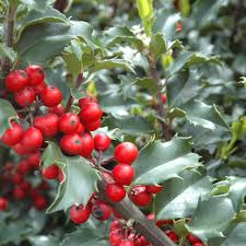 Attēlu rezultāti vaicājumam “Ilex x meserveae”