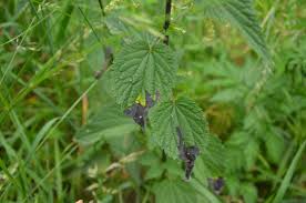 Attēlu rezultāti vaicājumam “Urtica urens”