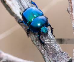 Attēlu rezultāti vaicājumam “Trypocopris vernalis”