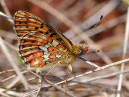 Attēlu rezultāti vaicājumam “Clossiana euphrosyne upperside”