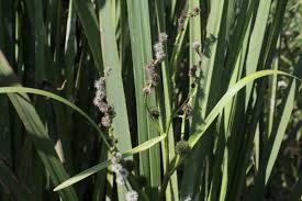 Attēlu rezultāti vaicājumam “Sparganium neglectum”