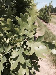 Attēlu rezultāti vaicājumam “Quercus robur leaf”