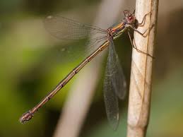 Attēlu rezultāti vaicājumam “Chalcolestes viridis”