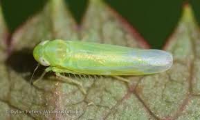 Attēlu rezultāti vaicājumam “Empoasca sp.”