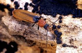 Attēlu rezultāti vaicājumam “Denticollis linearis”