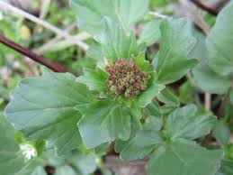 Attēlu rezultāti vaicājumam “Barbarea vulgaris subsp. arcuata fruit”