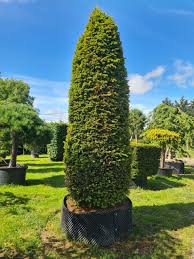 Attēlu rezultāti vaicājumam “Taxus baccata”