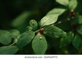 Attēlu rezultāti vaicājumam “Lonicera xylosteum leaf”