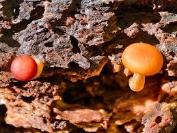 Attēlu rezultāti vaicājumam “Diderma subviridifuscum var. macrospora* macro”