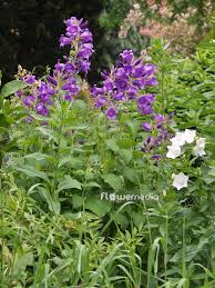 Attēlu rezultāti vaicājumam “Campanula latifolia”