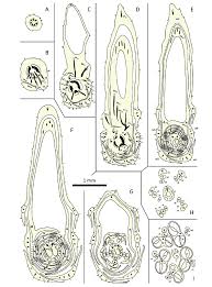 Attēlu rezultāti vaicājumam “Consolida regalis bud”