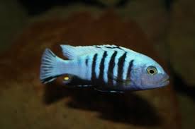 Risultati immagini per cynotilapia pulpican